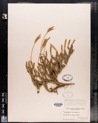 Lycopodium clavatum