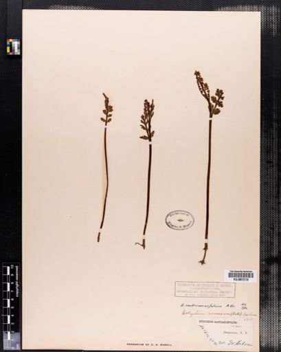 Botrychium