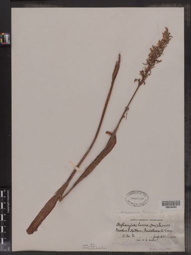 Blephariglottis lacera