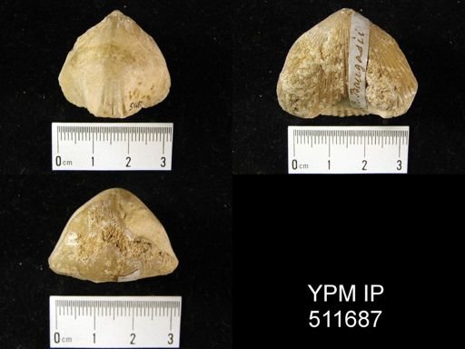 Rhynchonella baugasii