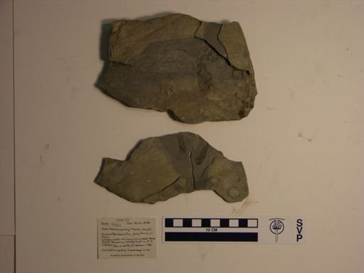 Temnospondyli