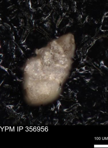 undet. Foraminiferida