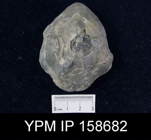 Pentamerus oblongus