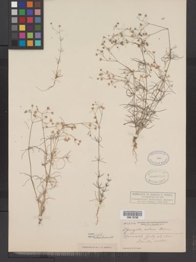Spergula arvensis sativa