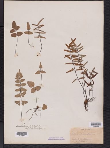 Pellaea atropurpurea