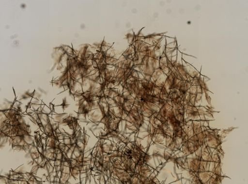 Halichondria panicea
