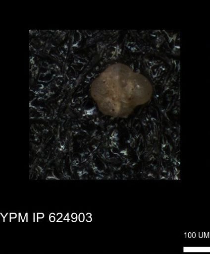 undet. Foraminiferida