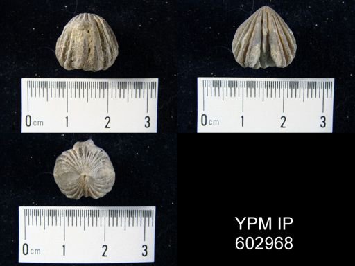 Rhynchotrema dentatum