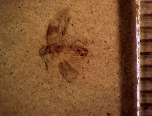 undet. Coleoptera
