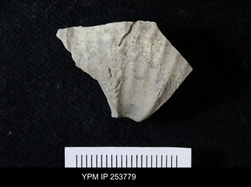 Scaphitidae