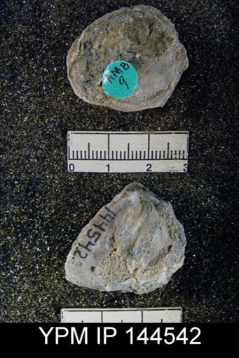 Richthofenia lawrenciana