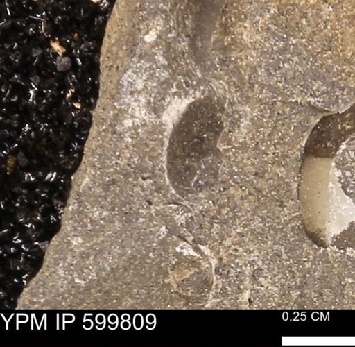 Protocardia subquadrata