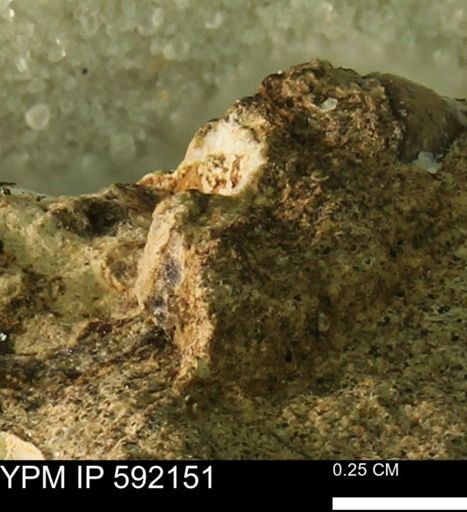undet. Mollusca