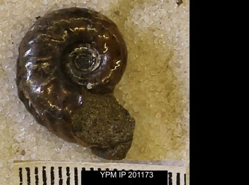 Hoploscaphites comprimus