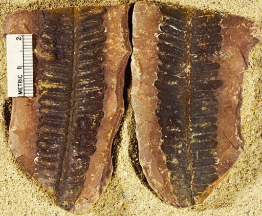 Pecopteris