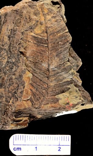 Calcaropteris boeselii