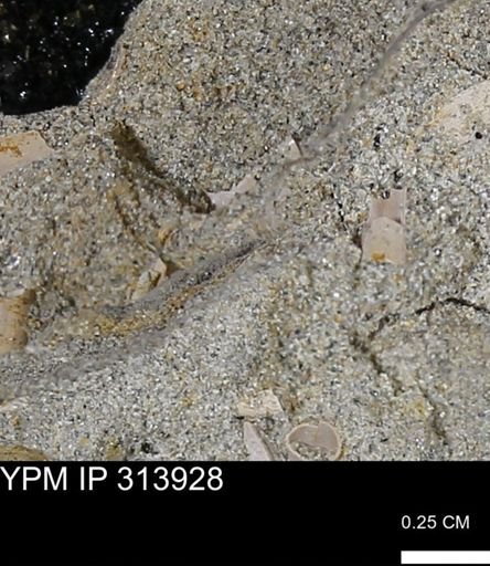 undet. Scaphopoda