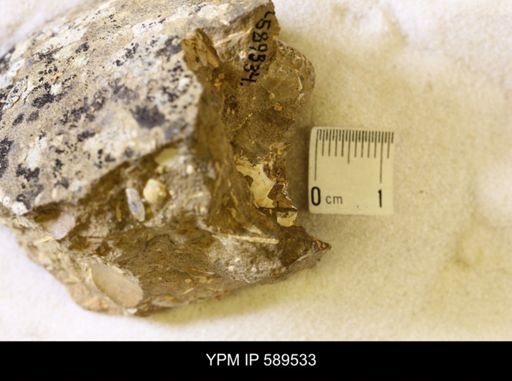 undet. Scaphitidae