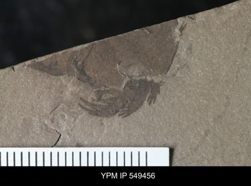 undet. Eurypterida