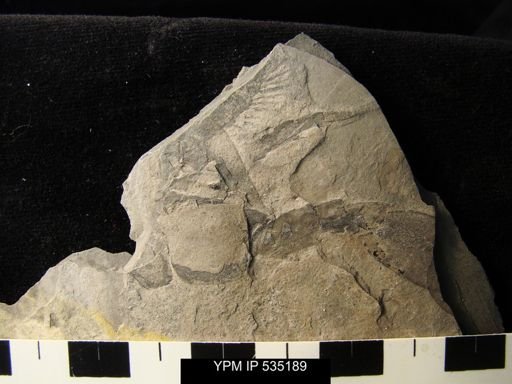 undet. Eurypterida