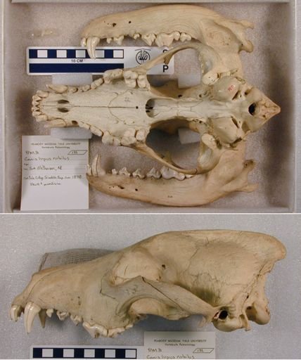 Canis lupus nubilus