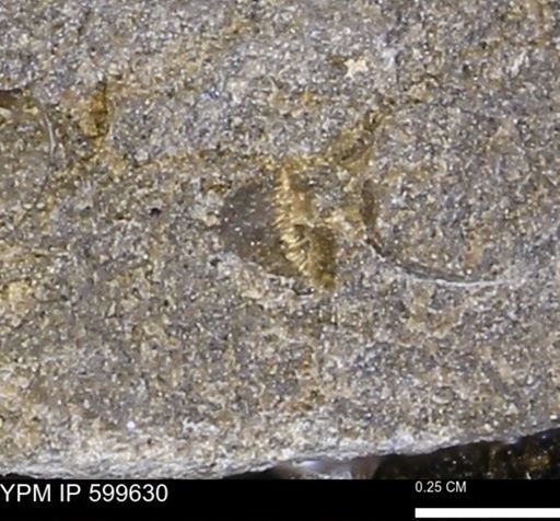 Protocardia subquadrata