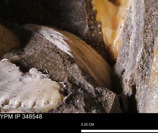 undet. Bivalvia
