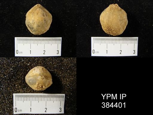 undet. Meristelloidea