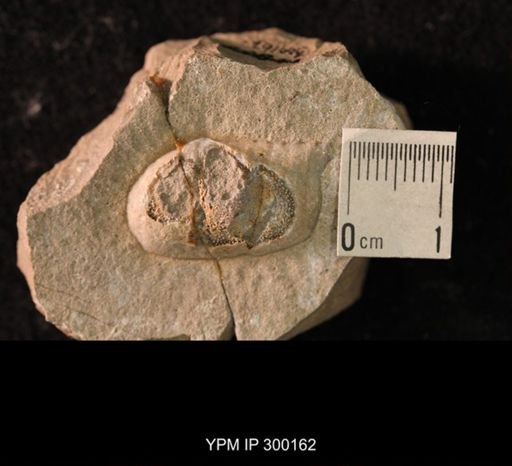 Chonetes subliratus