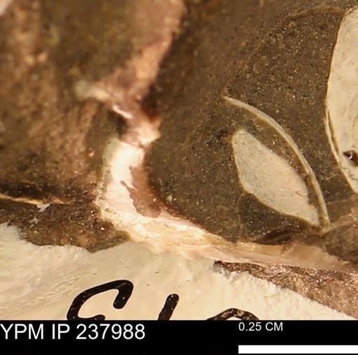 Limopsis striatopunctatus