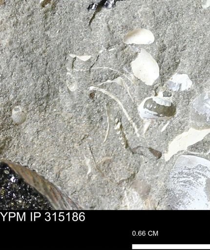 undet. Bivalvia