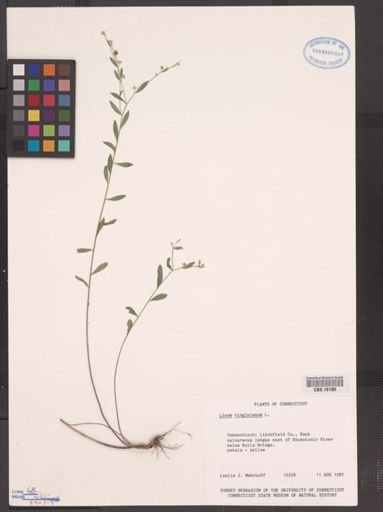 Linum virginianum