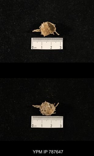 undet. Brachiopoda