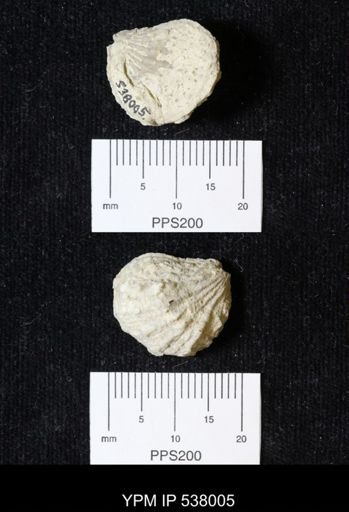 Plicatula dentonensis