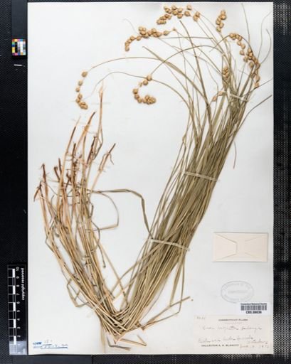 Carex projecta