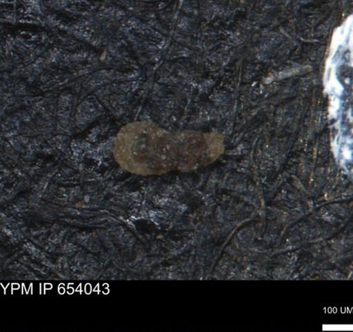 Verneuilinoides hectori