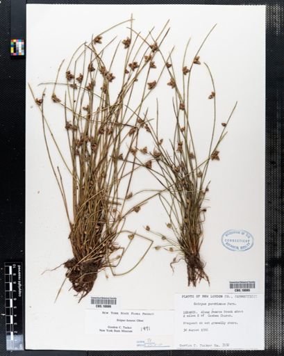 Scirpus hotarui