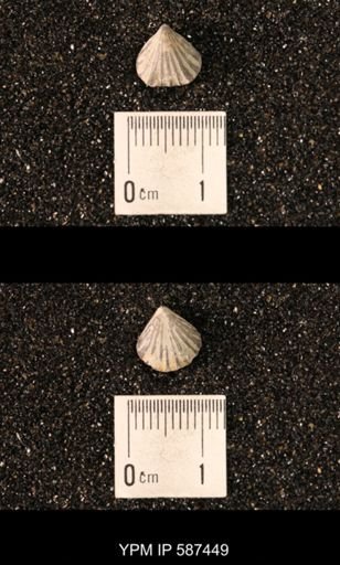 Camarotoechia whitei