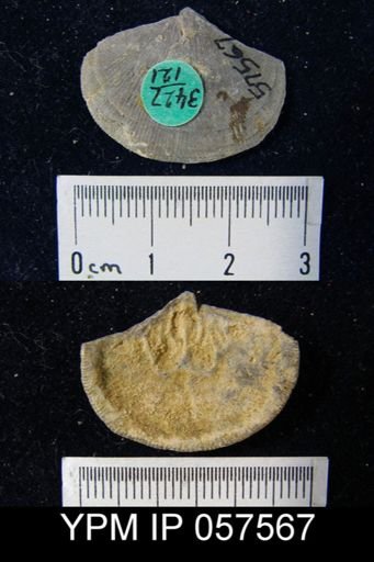 Rhipidomella sp.