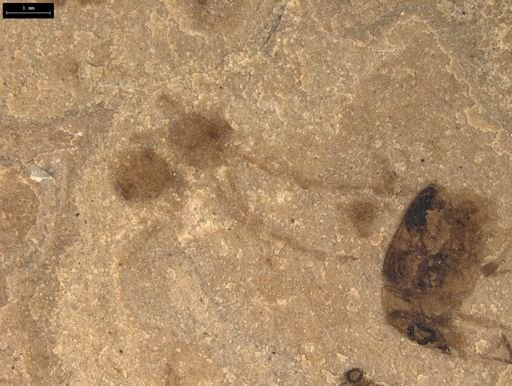 undet. Arachnida