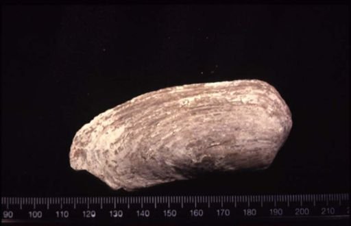 Allorisma sinuata