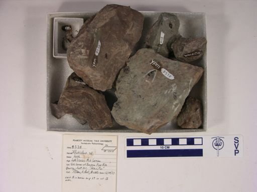 cf. Rutiodon