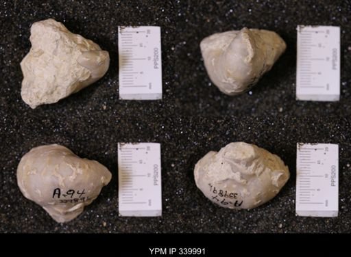 Gryphea washitaensis