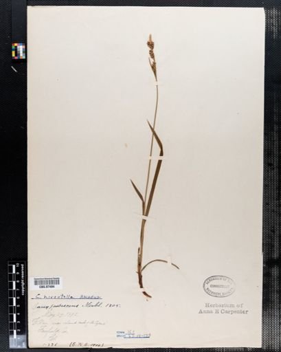 Carex pubescens