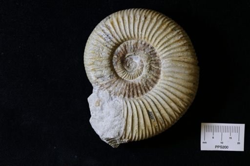 Perisphinctes colubrinus