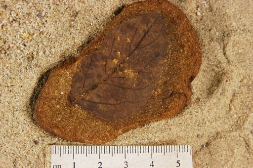Angiospermopsida