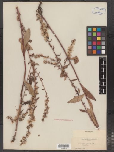 Solidago caesia