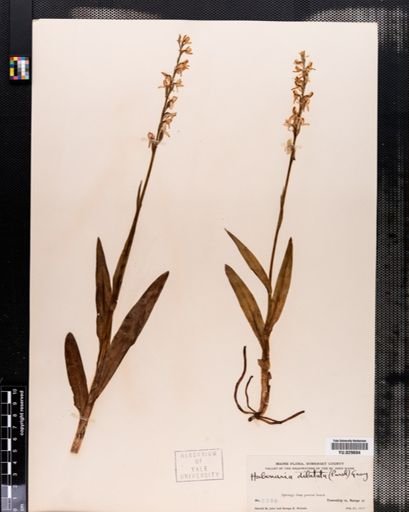 Habenaria