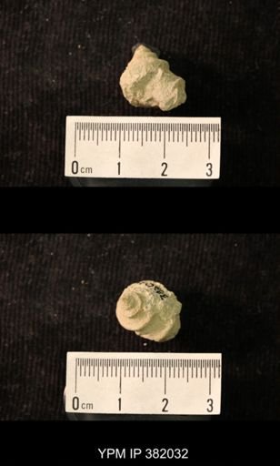 Worthenia tabulata