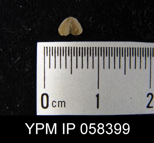 Bilobites varicus
